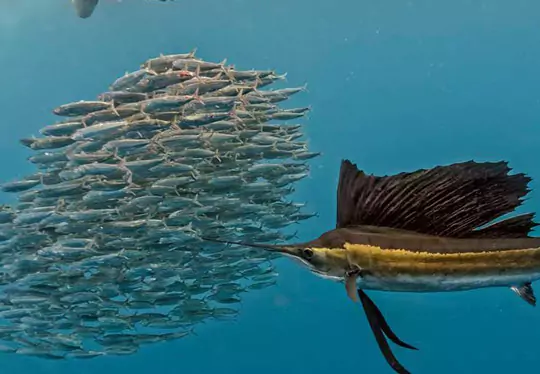 Cancun fishing season