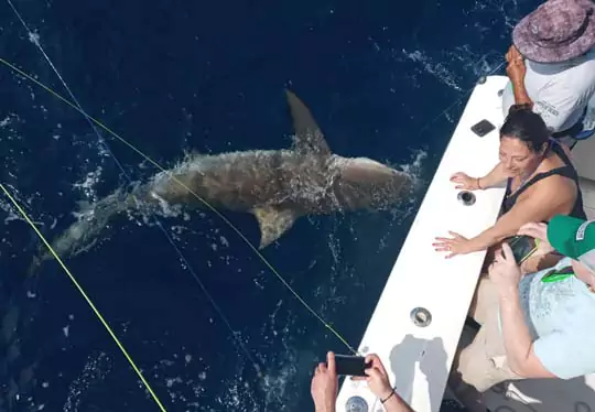 shark fishing cancun